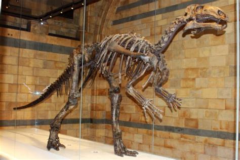 iguanodon fossils